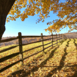 land survey before fence